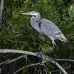 heron_blue_great_can_v_0003_mex0003.jpg